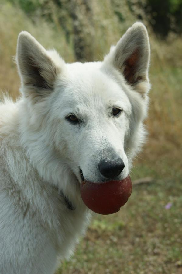 Mas Del Llop Blanc - Dog Friendly Hostal Rural - B&B Sobrestany Eksteriør billede